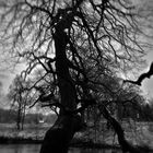 Zeuge am Wegesrand - Baum am Ufer im Barneführer Holz/Schreensmoor, Oldenburger Land im Winter 2014/