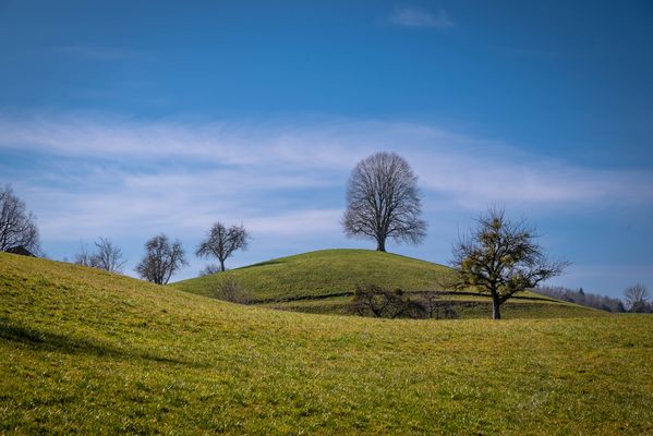 Zeuge der Zeit – Der Baum auf dem Drumlin