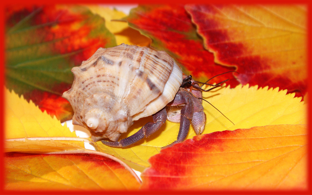 Zeus entdeckt den Herbst