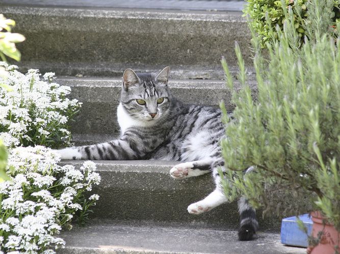 Zeus im Garten