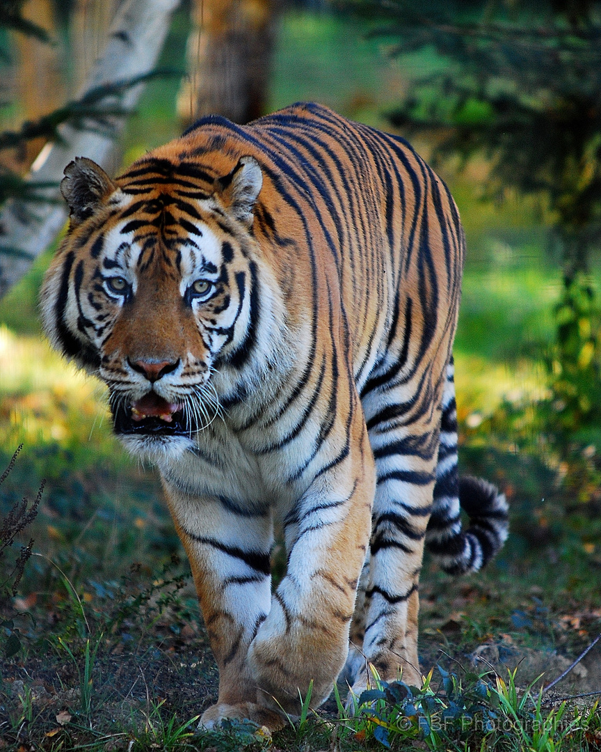 Zeus, tigre de Sibérie