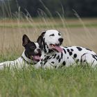 Zeus und Odin