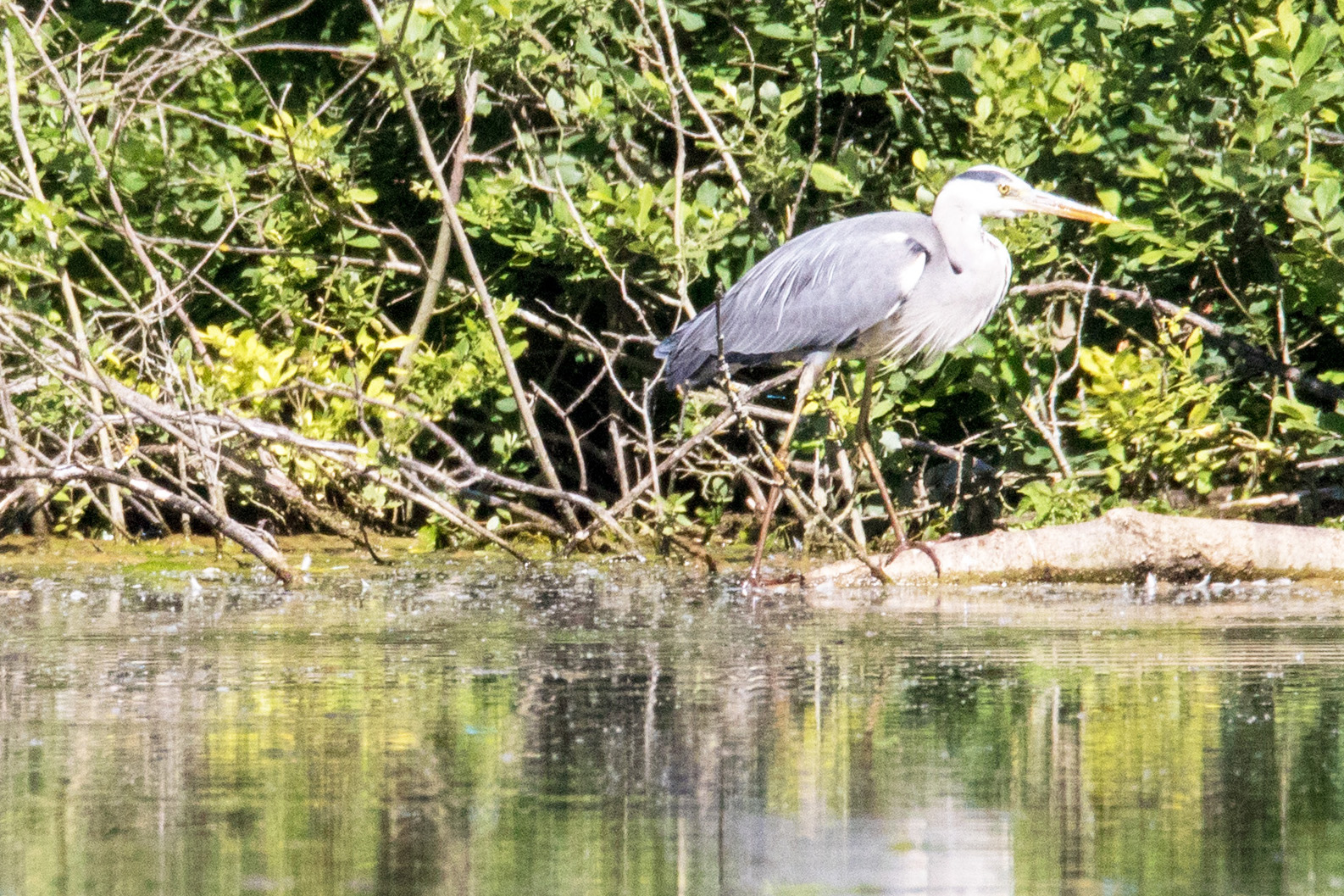 Zeuterner See, Graureiher mit geradem Ufer