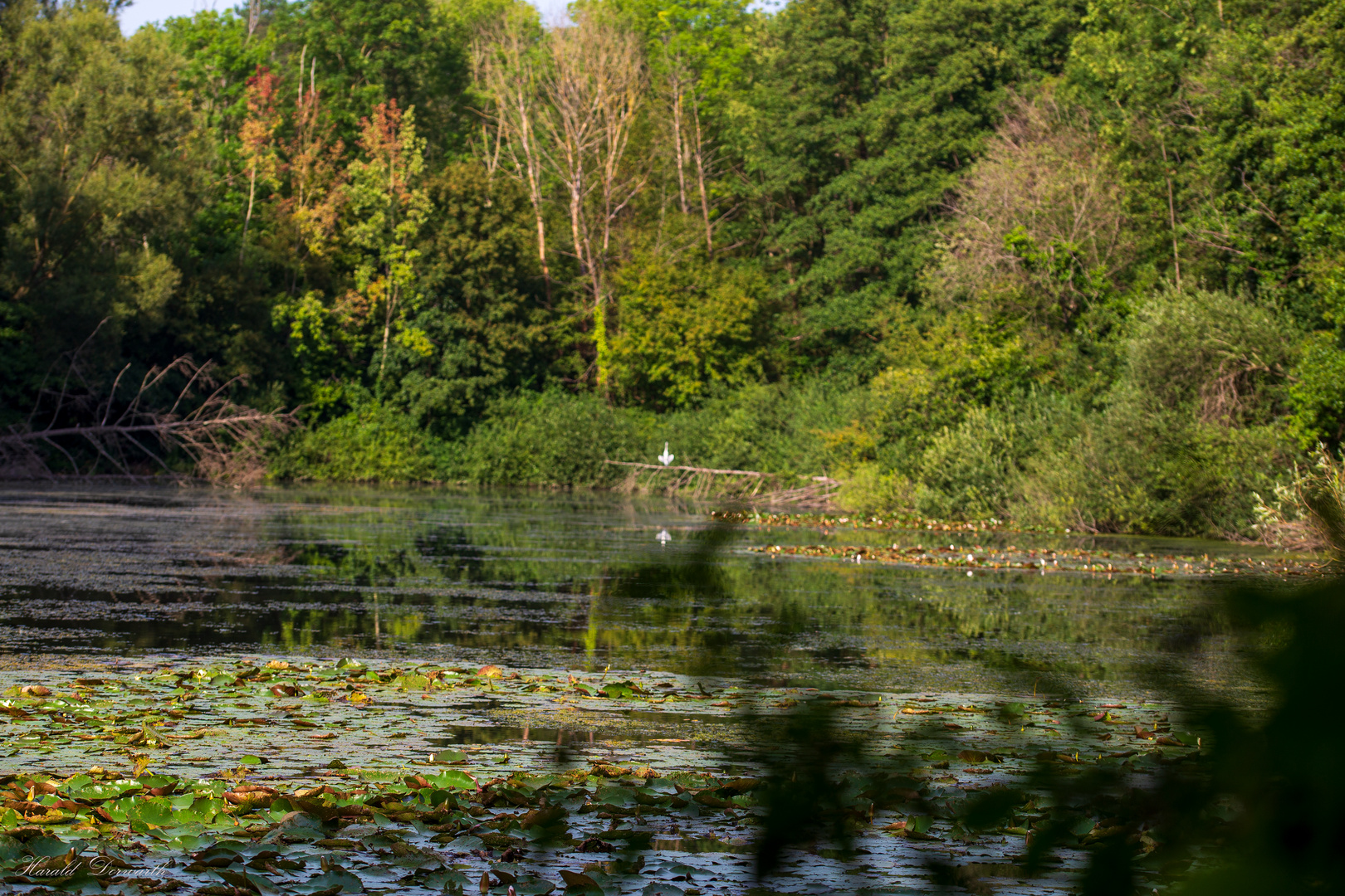 Zeuterner See im August 2023