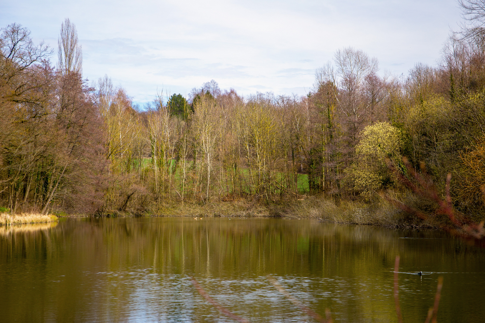 Zeuterner See im Frühling