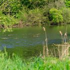 Zeuterner See im Mai