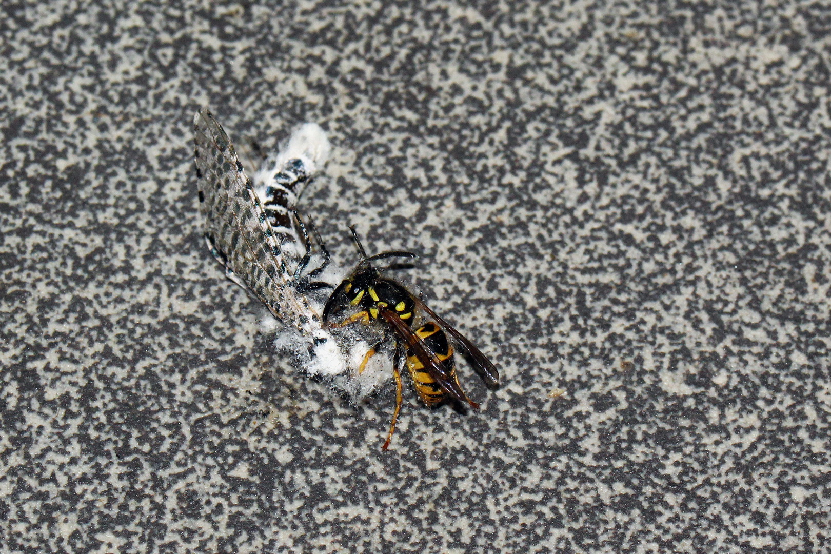 Zeuzera pyrina vs. Vespula vulgaris