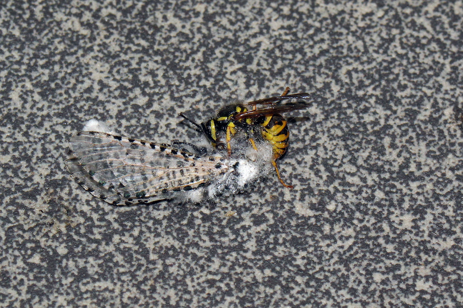 Zeuzera pyrina vs. Vespula vulgaris