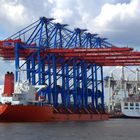 Zhen Hua 23