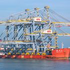 Zhen Hua 8