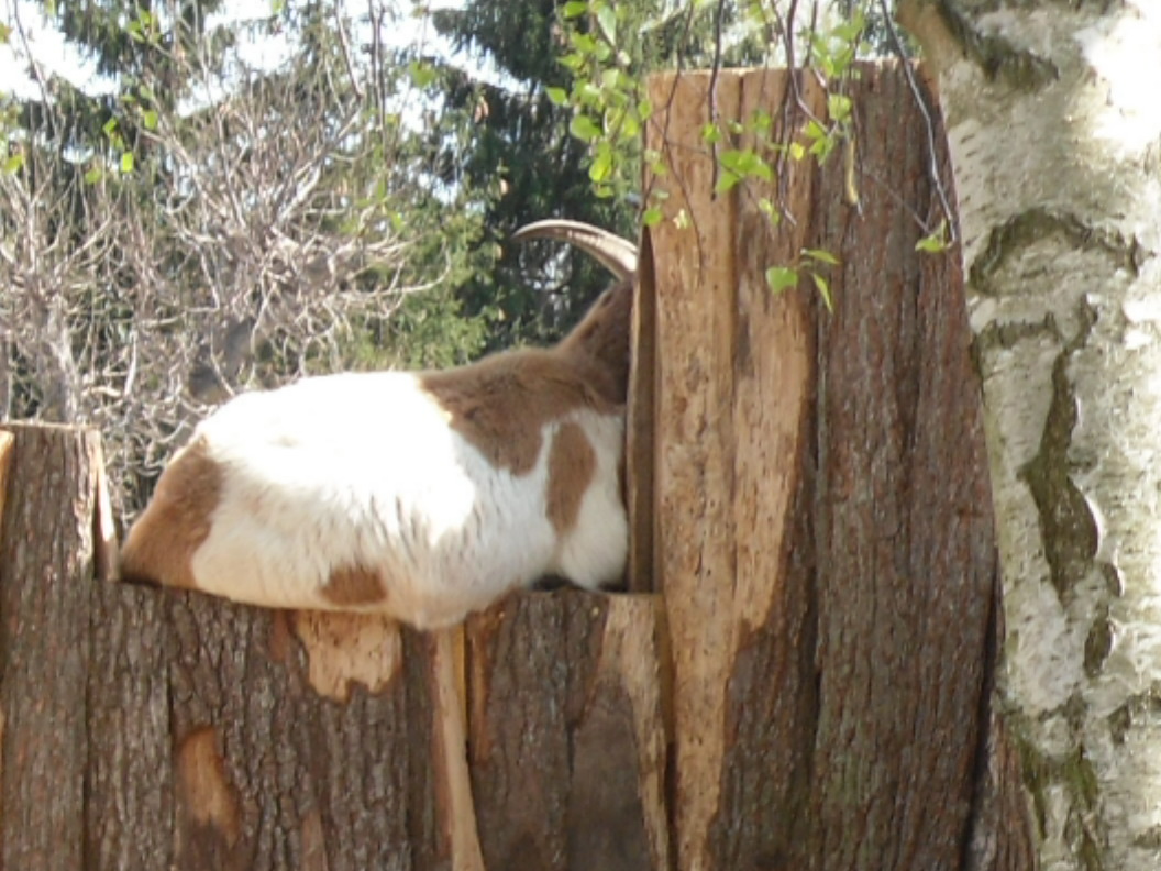 Zicke auf Baum