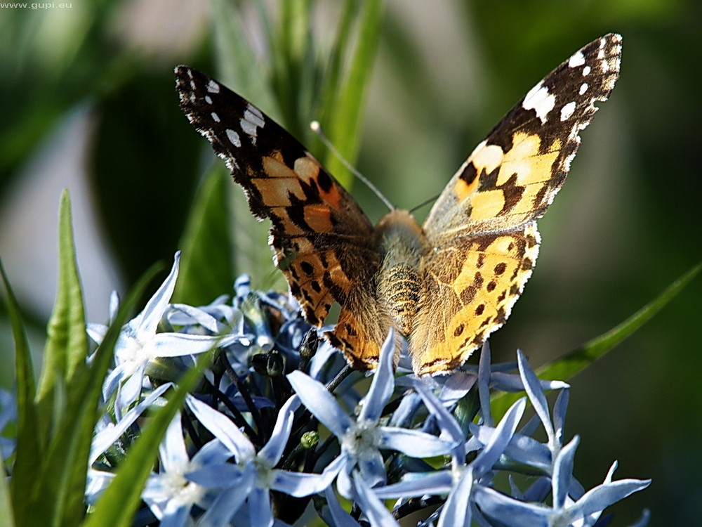 Zicke! - Distelfalter (Vanessa cardui)