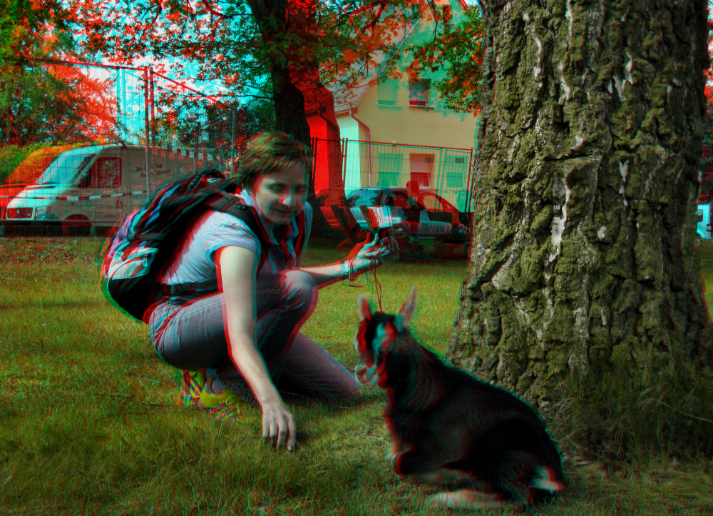 Zickenalarm (3D-Anaglyphe)