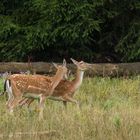 Zickenkrieg auch in der Tierwelt...