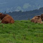 Zickenkrieg auf der Alm....