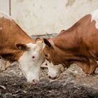 Zickenkrieg unter Kühen