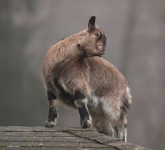 Zicklein auf dem Dach