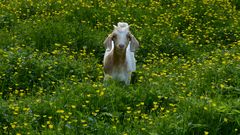 Zicklein im ButterblumenMeer