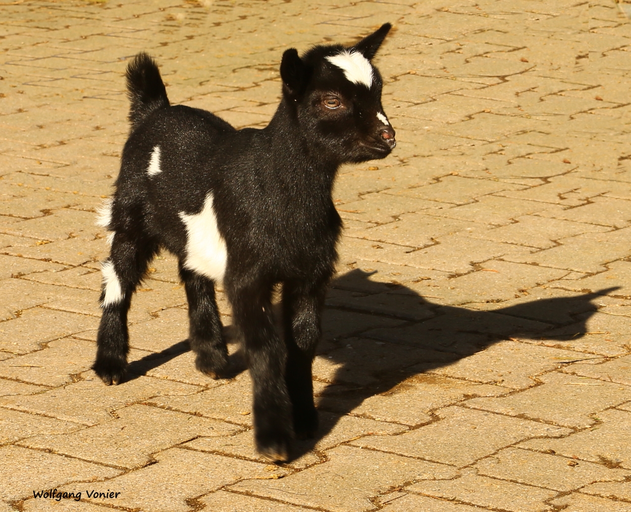 Zicklein im Wild,-und Freizeitpark Allensbach