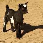 Zicklein im Wild,-und Freizeitpark Allensbach