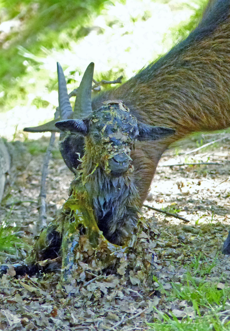 Zicklein nach der Geburt