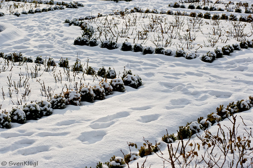 Zickzack im Schnee