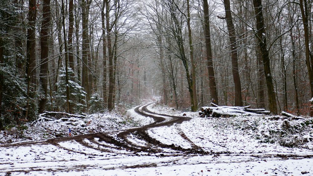 Zickzack im Wald