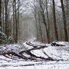 Zickzack im Wald