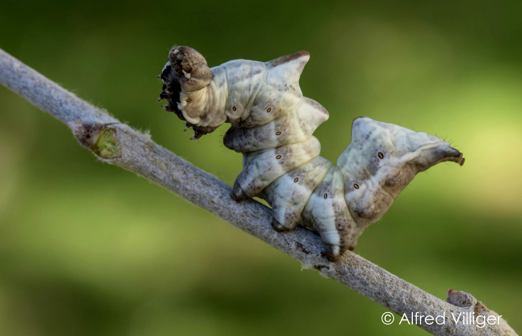 Zickzackspinner Raupe  (Notodontia ziczac) 2018