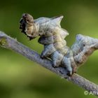 Zickzackspinner Raupe  (Notodontia ziczac) 2018