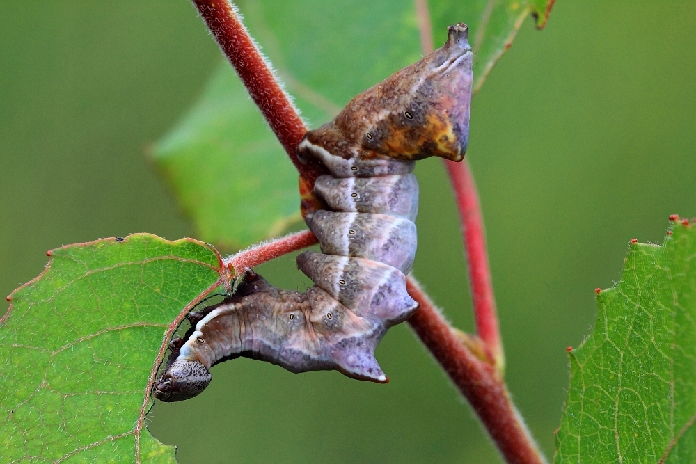 Zickzackspinner-Raupe (Notodontia ziczac)