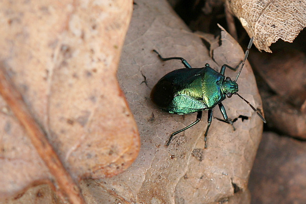 Zicrona caerulea