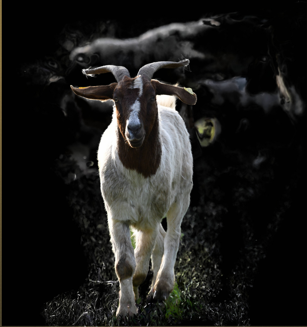 Ziege Foto & Bild digiart Bilder auf