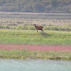 Ziege am Fluss