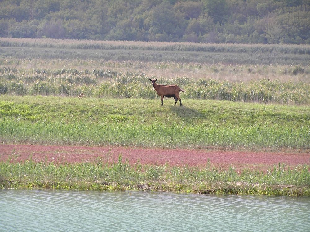 Ziege am Fluss