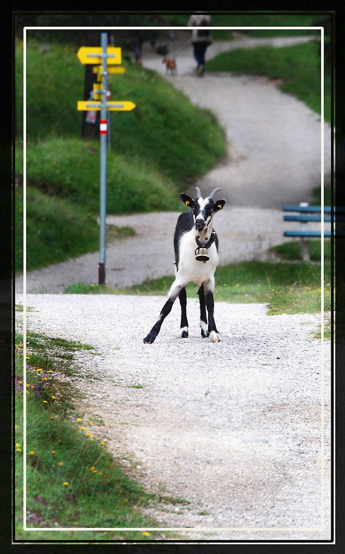 Ziege auf Abwegen