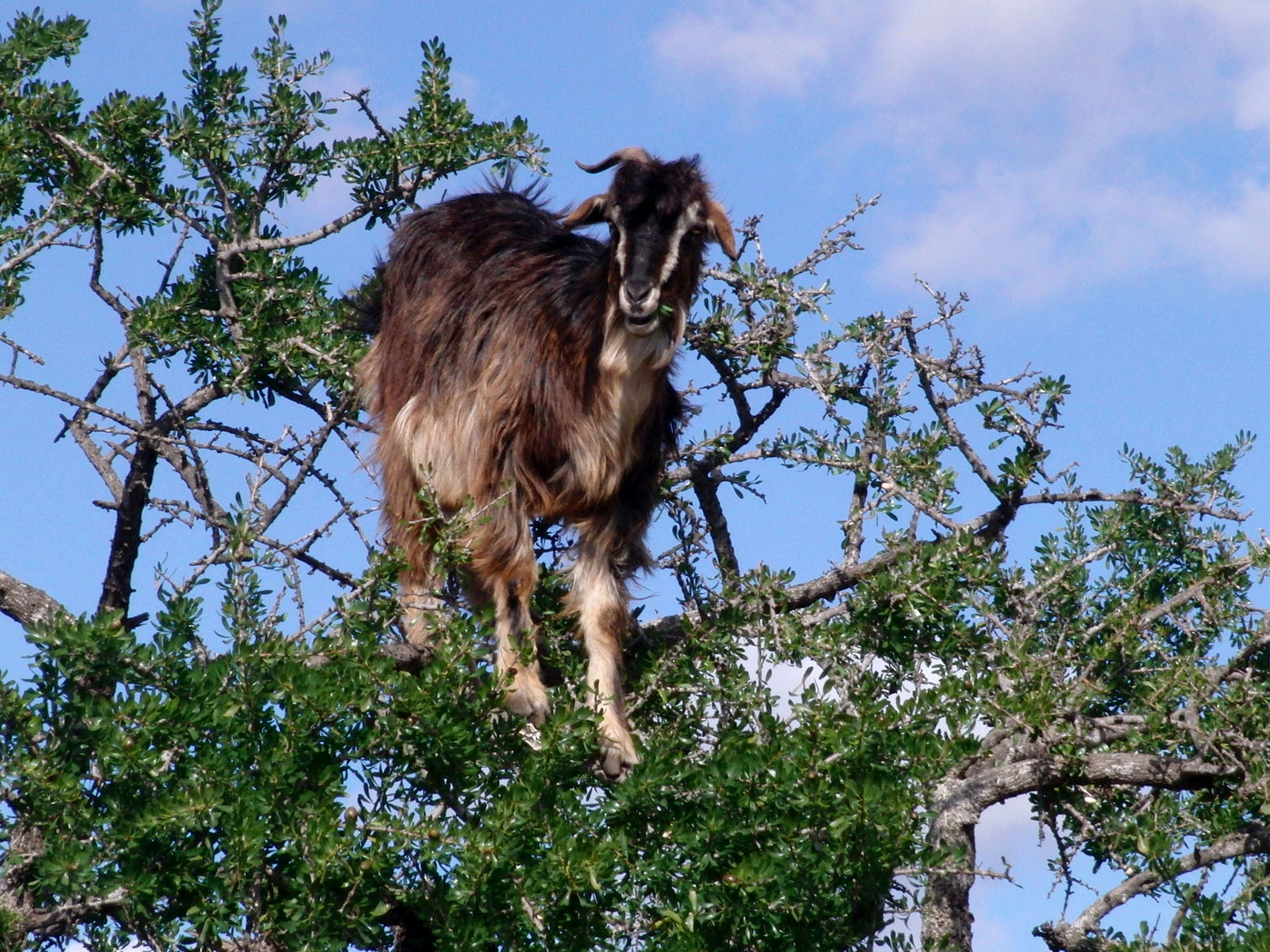 ziege auf arganbaum in marocco