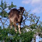 ziege auf arganbaum in marocco