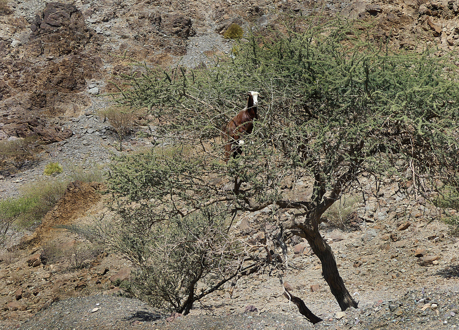 Ziege auf Baum