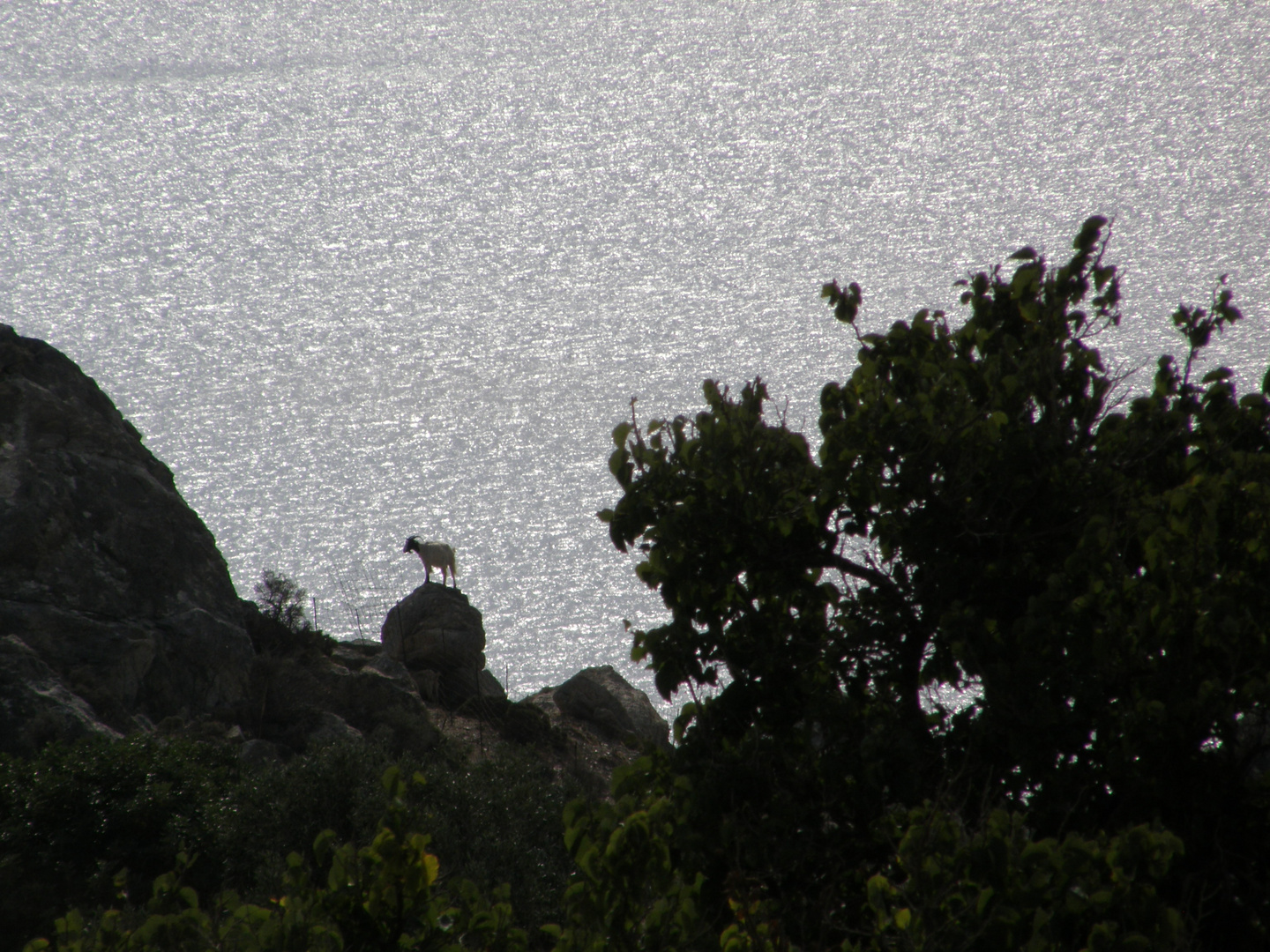 Ziege auf dem Felsen