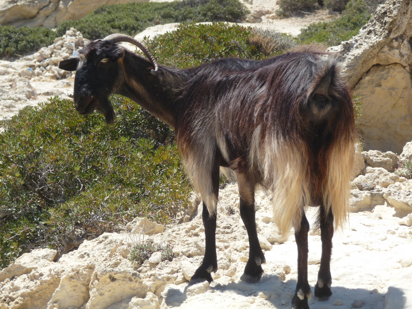 Ziege auf der Insel Kreta