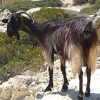 Ziege auf der Insel Kreta