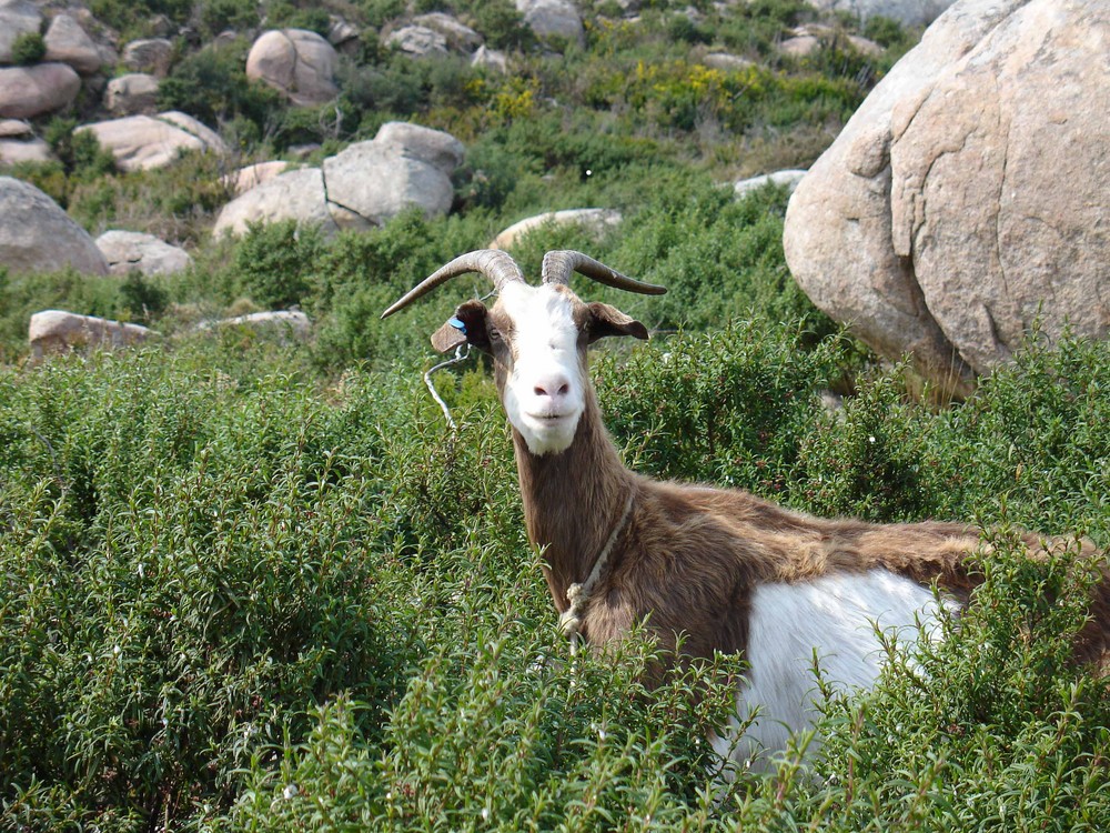 Ziege auf Elba 2007