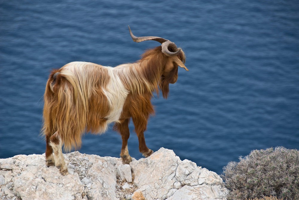 Ziege auf Kalymnos