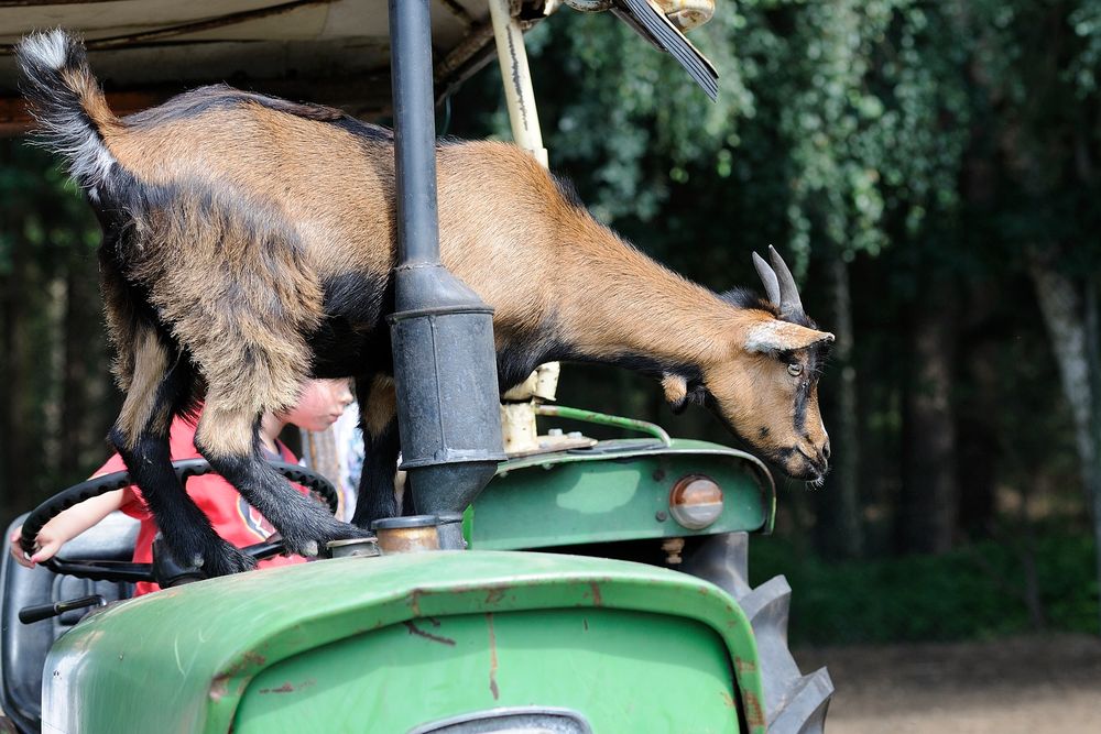 Ziege auf Traktor