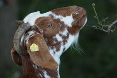 Ziege beim fressen