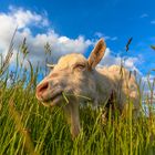 Ziege beim futtern