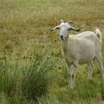 Ziege beim Grasen