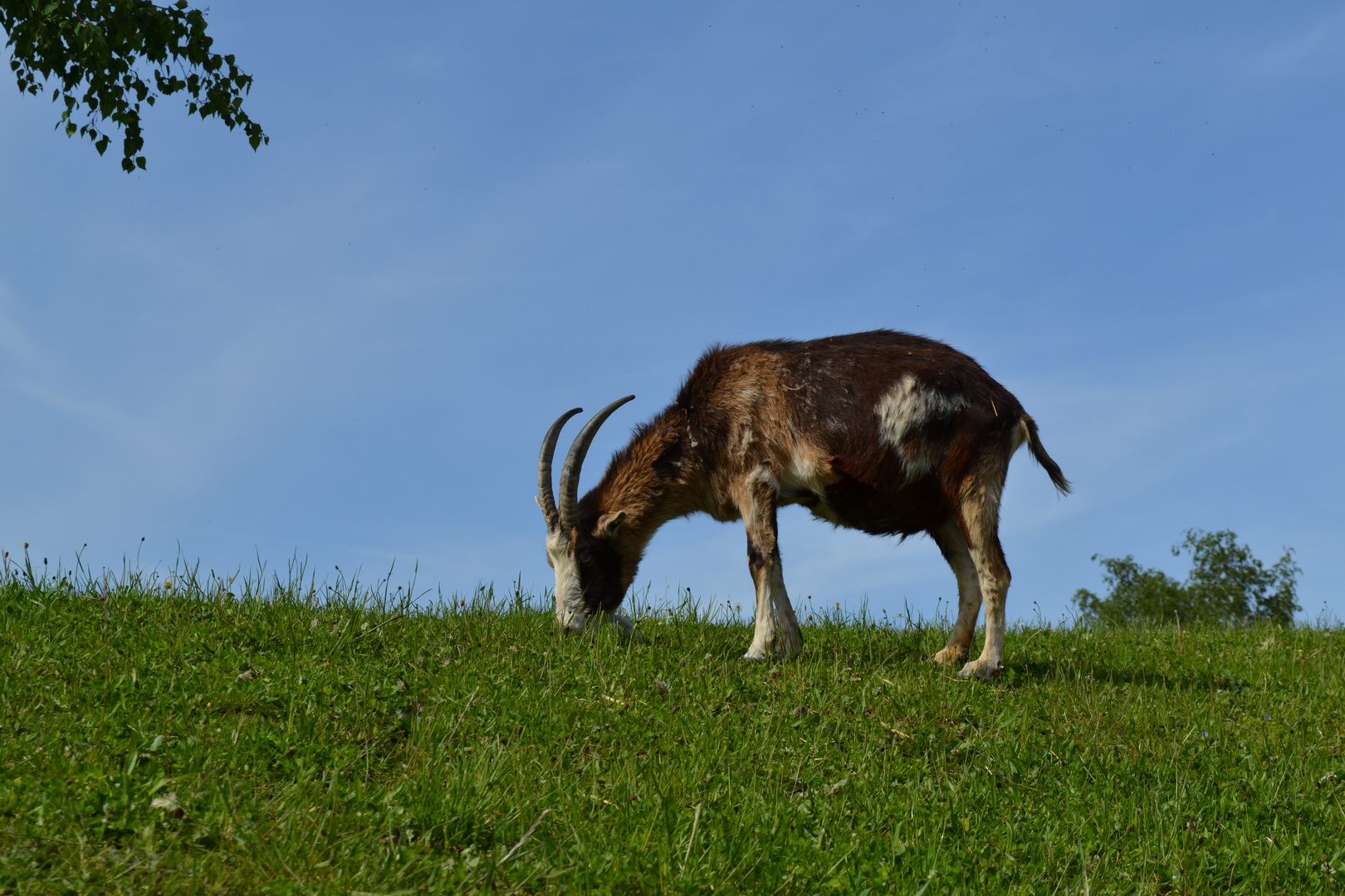 Ziege beim Grasen