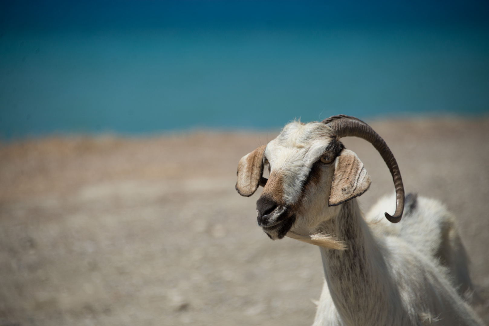 Ziege beim Strandurlaub